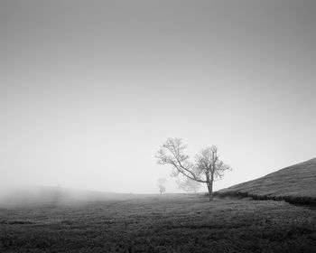 Trees on field against sky