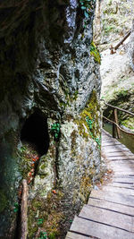 Trees in tunnel