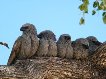 Low angle view of birds perching on a tree