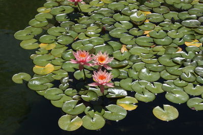 Close-up of flowers in water