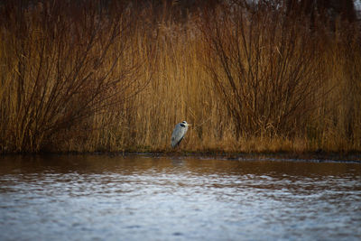 Bird perching on a lake