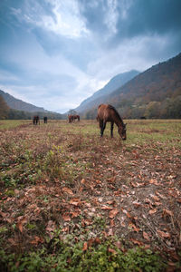 Horses grazing in a field