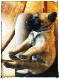View of a dog resting