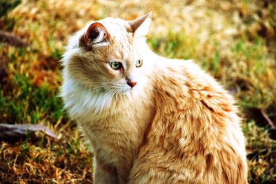 Close-up of cat looking away