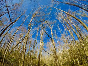 Low angle view of trees against clear sky