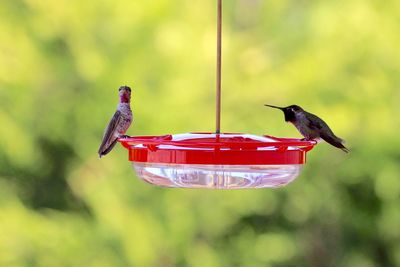 Hummingbirds flying over a feeder