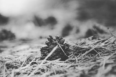 Close-up of dry plant on field during winter