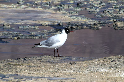 Seagull on beach