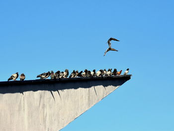 Low angle view of seagulls flying against clear blue sky