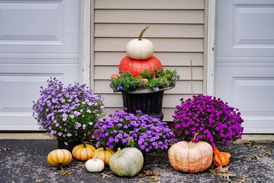 View of flowering plants