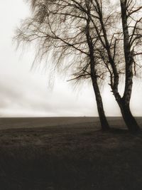 Bare tree on field against sky