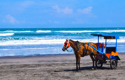 View of horse on beach against sky