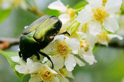Close-up of green june beetle on flower
