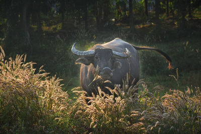 Big buffalo eating grass in field