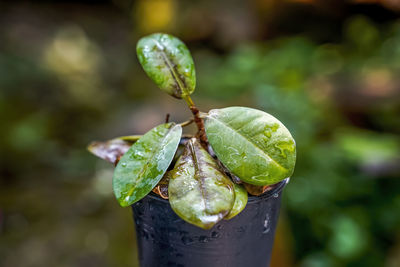 Close-up of green leaf on plant