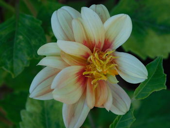 Close-up of white flower in park