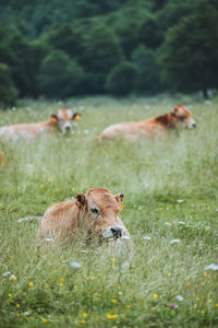 Cow in a field