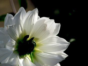 Close-up of white flower blooming outdoors