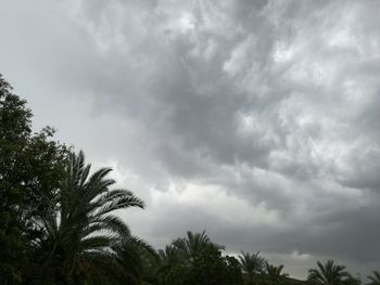 Low angle view of trees against cloudy sky