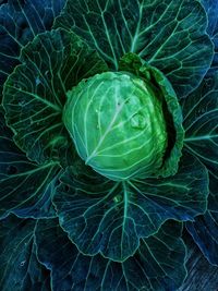 High angle view of leaf on plant