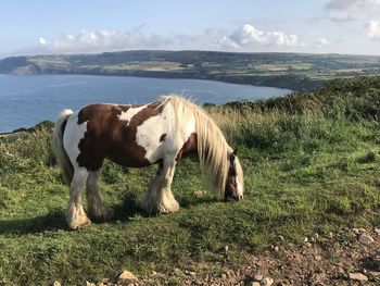 View of a pony on field