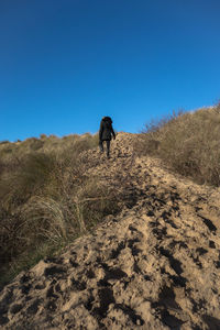 Rear view of woman walking on trail against clear blue sky