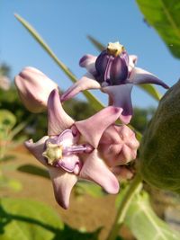 Close-up of pink flowering plant against sky