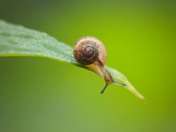 Close-up of snail on leaf