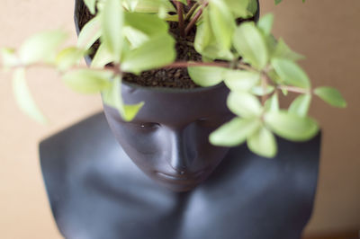 High angle view of potted plant