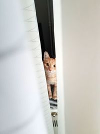 Portrait of cat on radiator seen through sofa