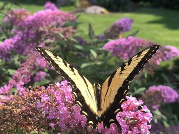 Butterfly on purple flower