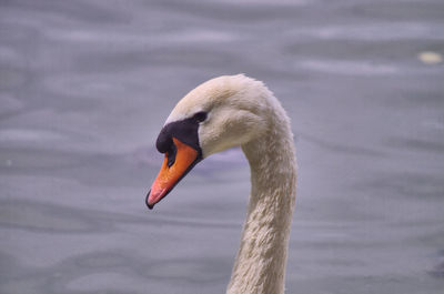 Close-up of swan swimming in lake