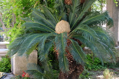 Palm tree in yard