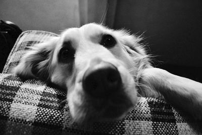 Close-up portrait of dog relaxing at home