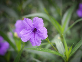 Close-up of purple flower blooming outdoors