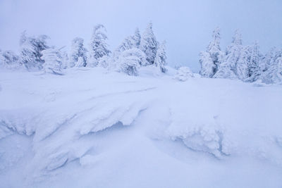 Snow covered trees during winter