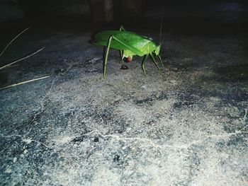 Close-up of insect