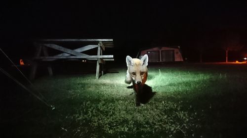 Portrait of dog on field at night