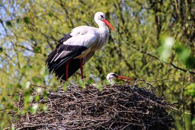 Bird perching on nest