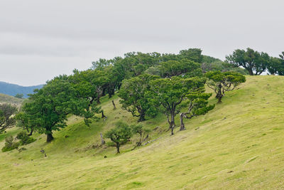 Trees on field against sky