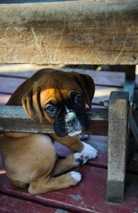 Portrait of boxer dog sitting on bench
