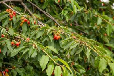 Close-up of berries growing on tree