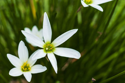 Close-up of white flowering plant