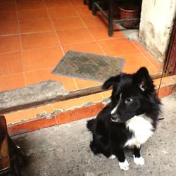 High angle portrait of dog looking at camera