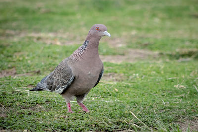 Pigeon perching on a field