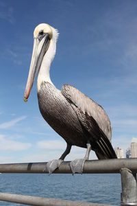 Close-up of pelican on shore against sky