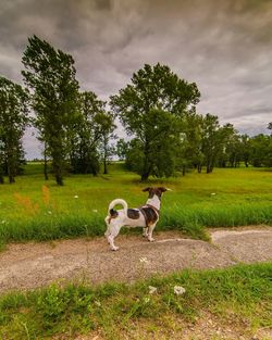 Cows grazing on grassy field against cloudy sky