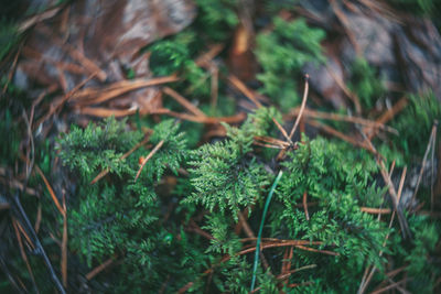 Close-up of fresh green plant in forest