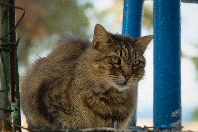 Cat sitting by poles