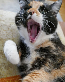 Close-up of cat yawning